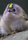Essex Wildlife Trust